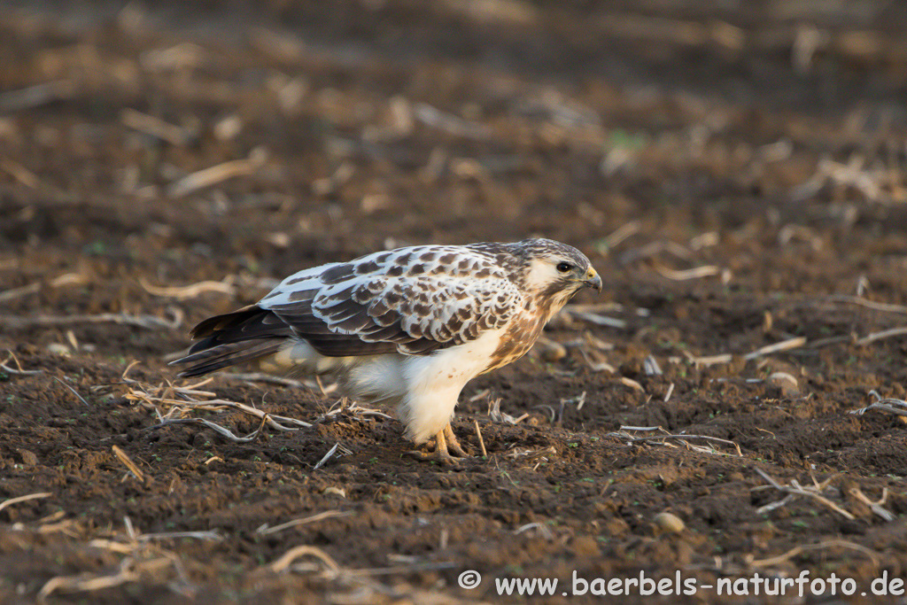 Mäusebussard