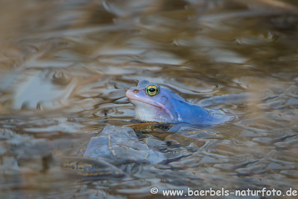 Moorfrosch