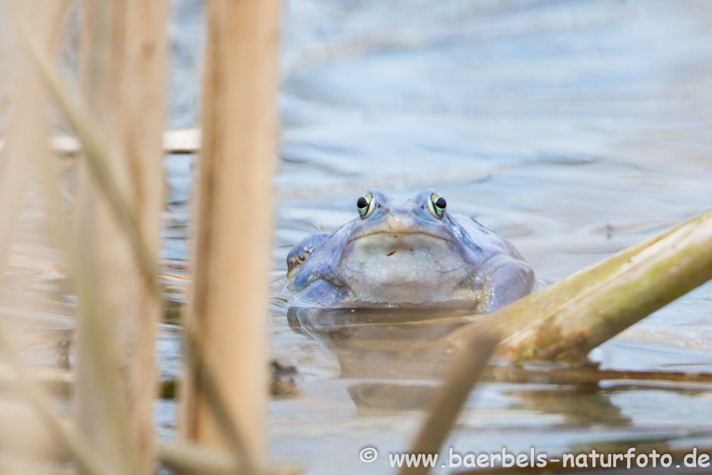 Moorfrosch