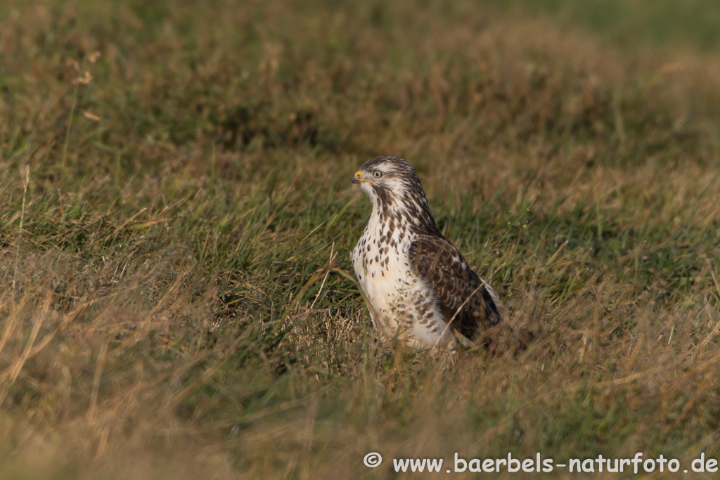 Mäusebussard