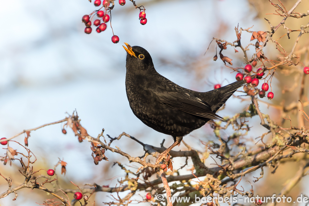 Männl. Amsel