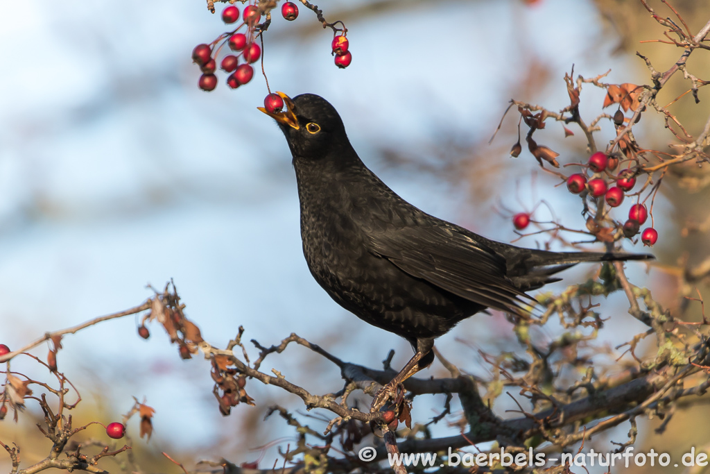 Männl. Amsel