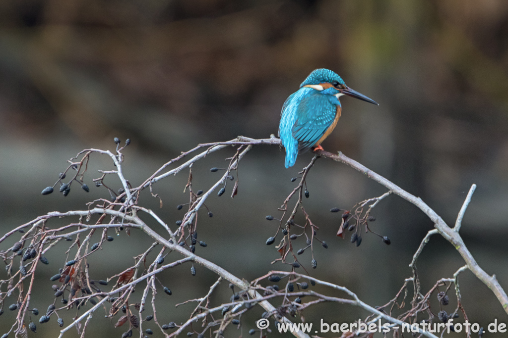 Eisvogel