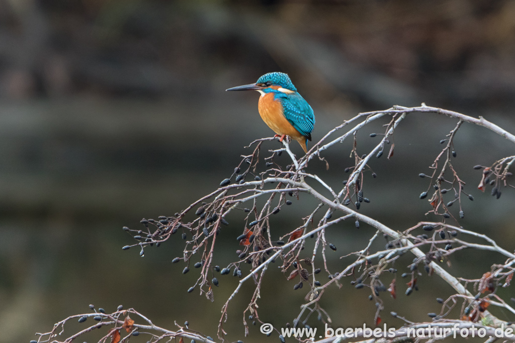 Eisvogel