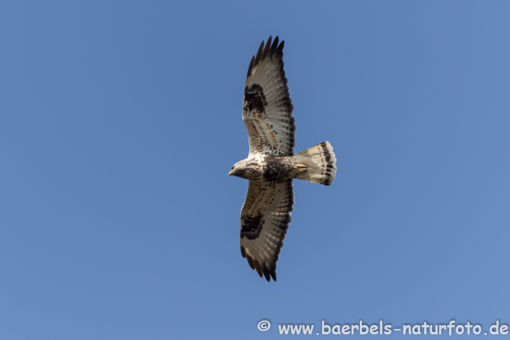 Raufussbussard