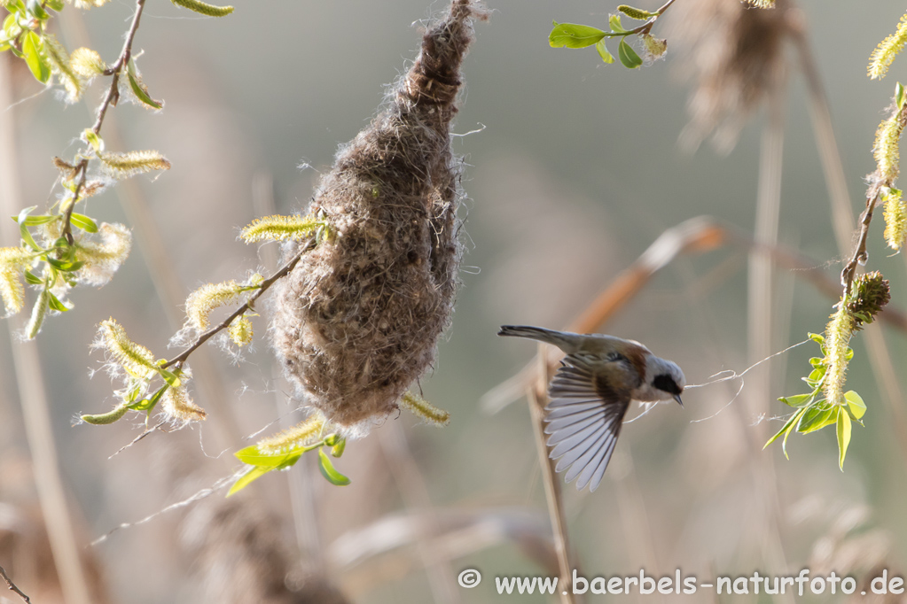 Das Beutelnest schwingt im Wind