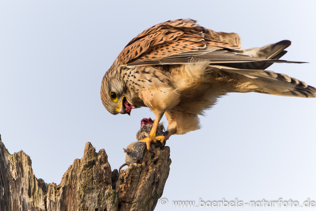 Turmfalke kröpft Maus