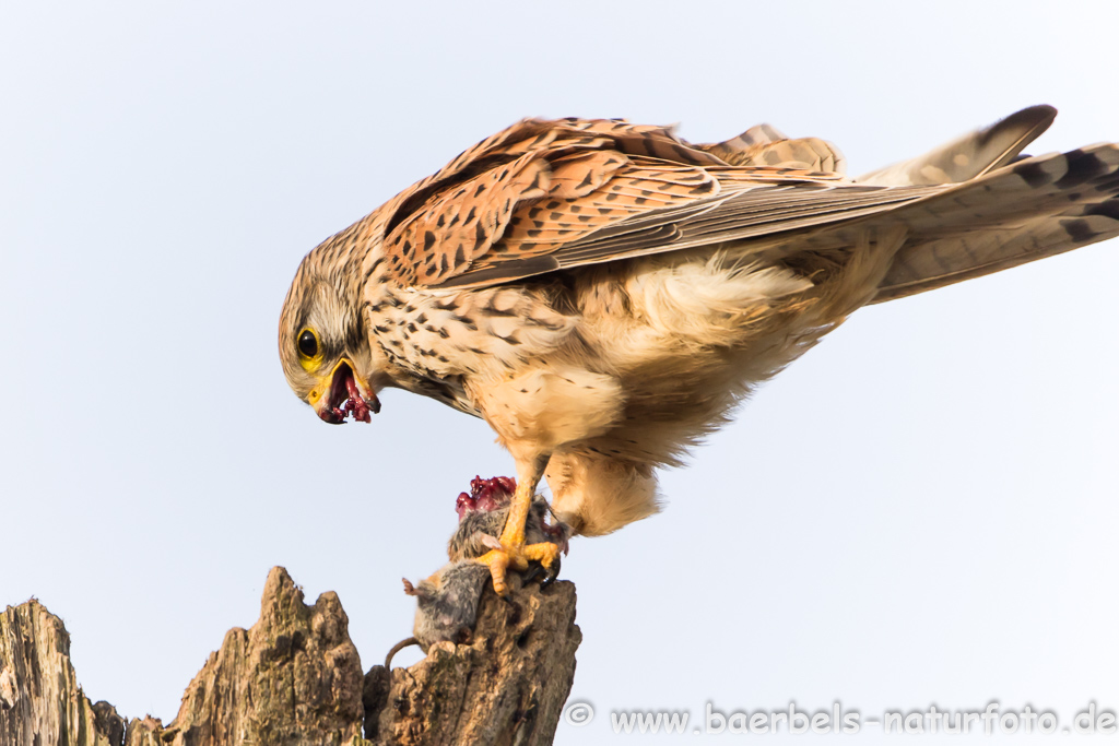 Turmfalke kröpft Maus