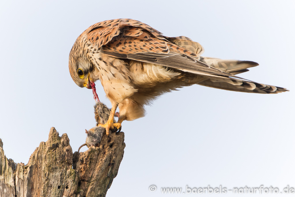 Turmfalke kröpft Maus