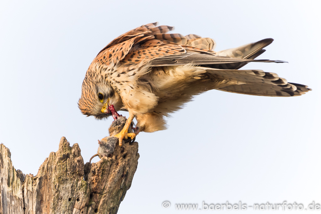 Turmfalke kröpft Maus