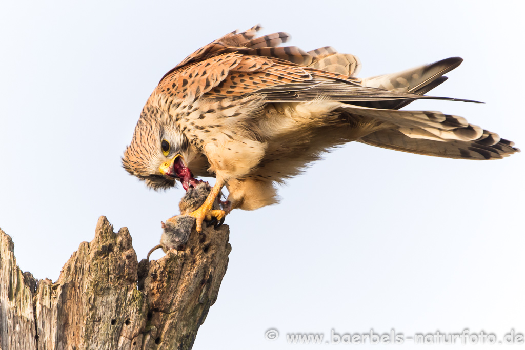 Turmfalke kröpft Maus