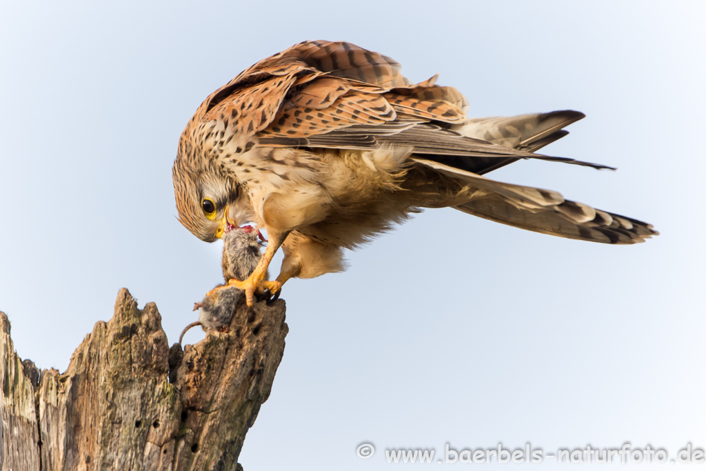 Turmfalke kröpft Maus