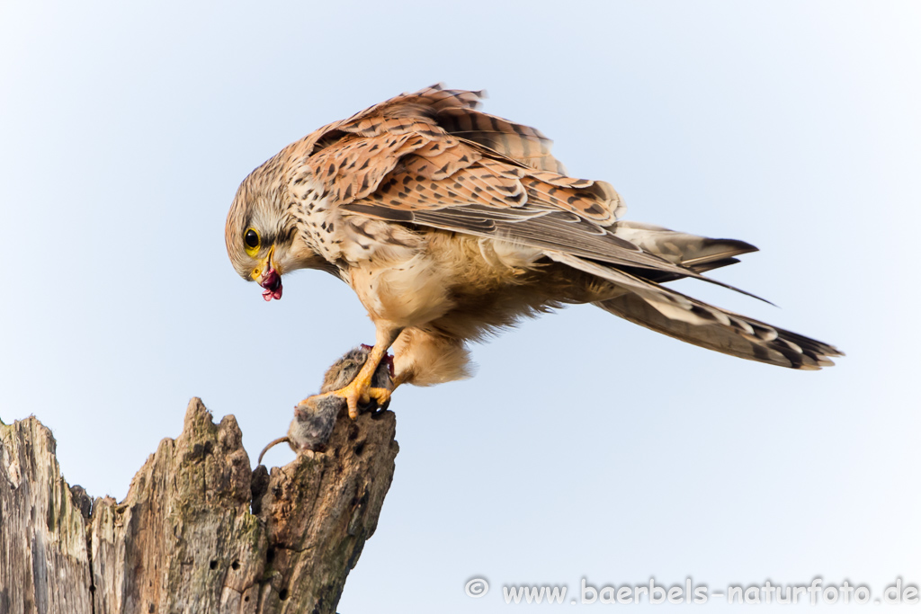 Turmfalke kröpft Maus