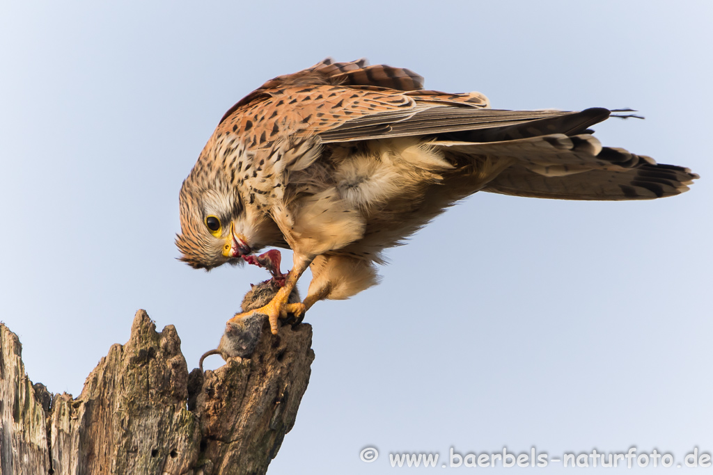 Turmfalke kröpft Maus