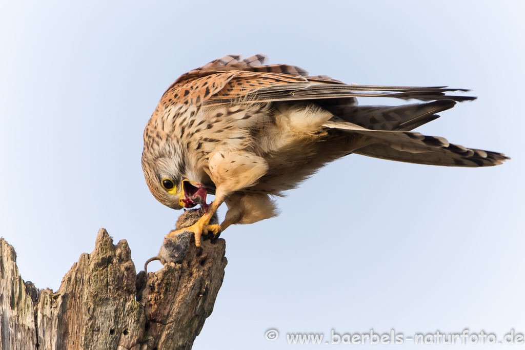 Turmfalke kröpft Maus