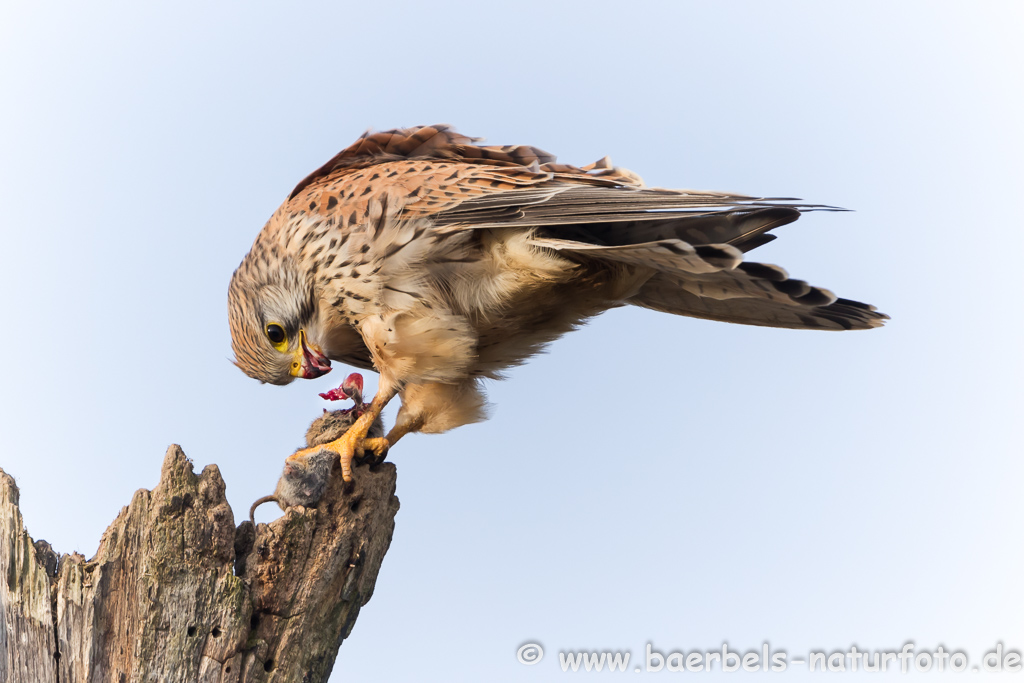 Turmfalke kröpft Maus