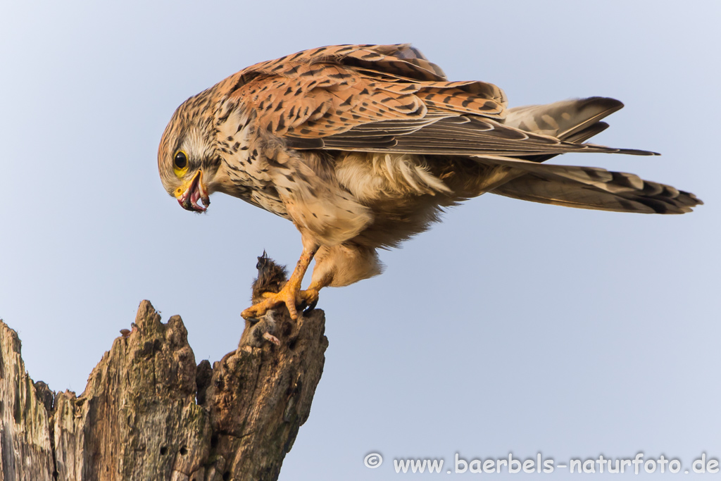 Turmfalke kröpft Maus