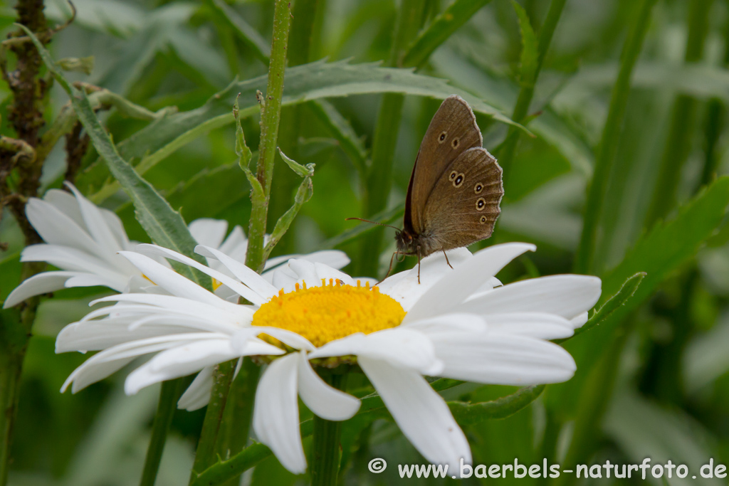 Brauner Waldvogel