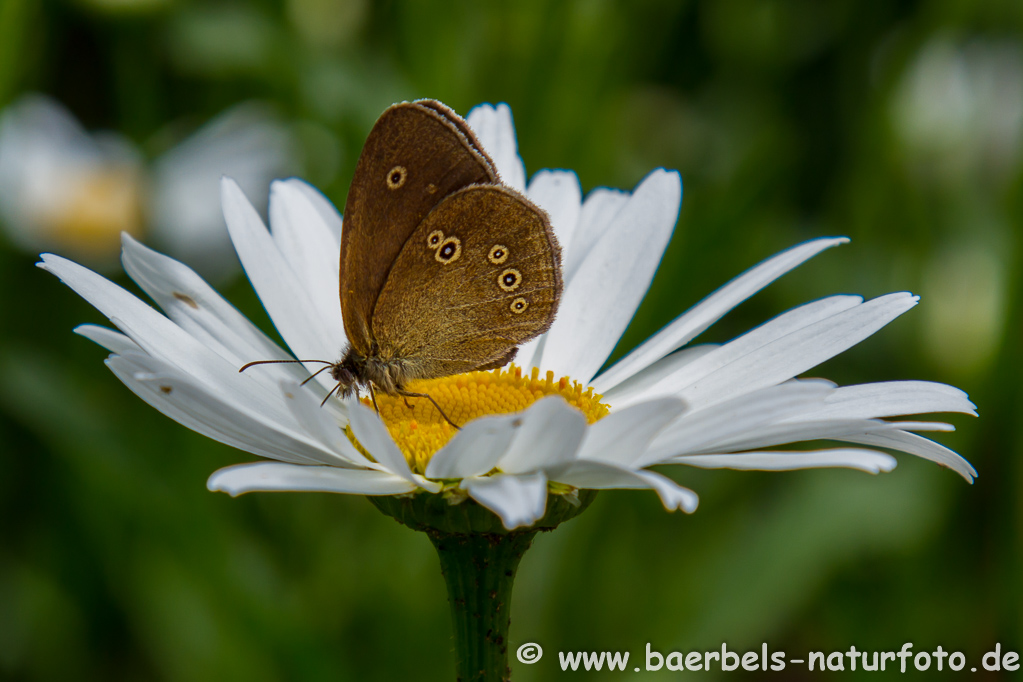 Brauner Waldvogel