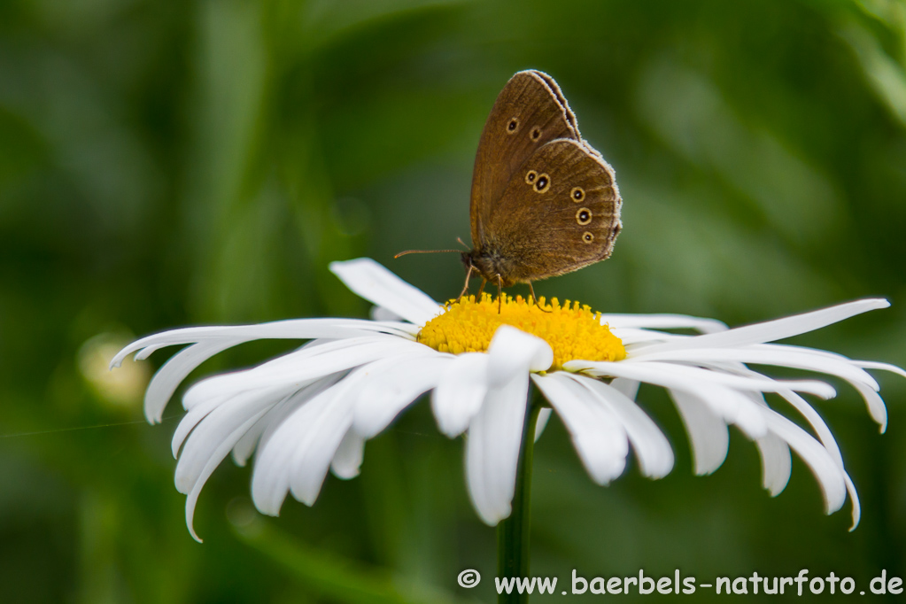 Brauner Waldvogel