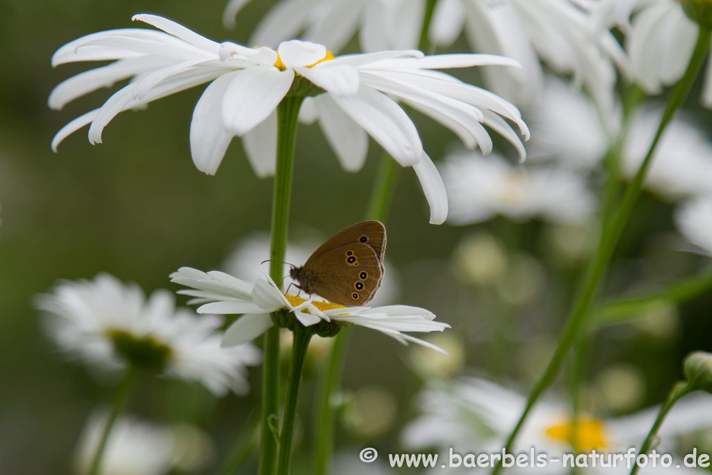 Brauner Waldvogel