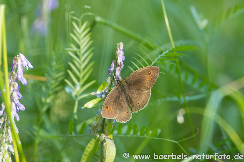 Brauner Waldvogel