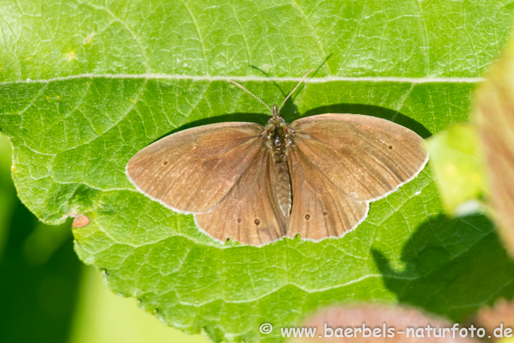 Brauner Waldvogel