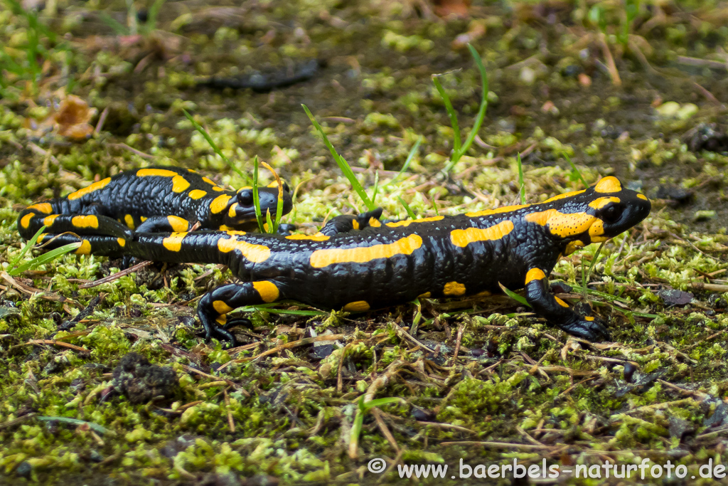 Feuersalamander