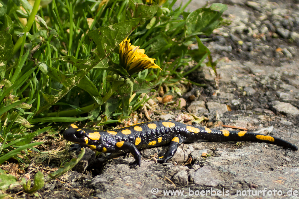 Feuersalamander