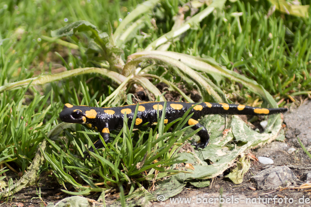 Feuersalamander