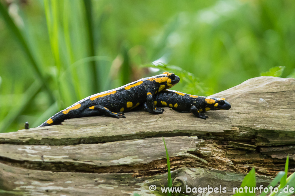 Feuersalamander