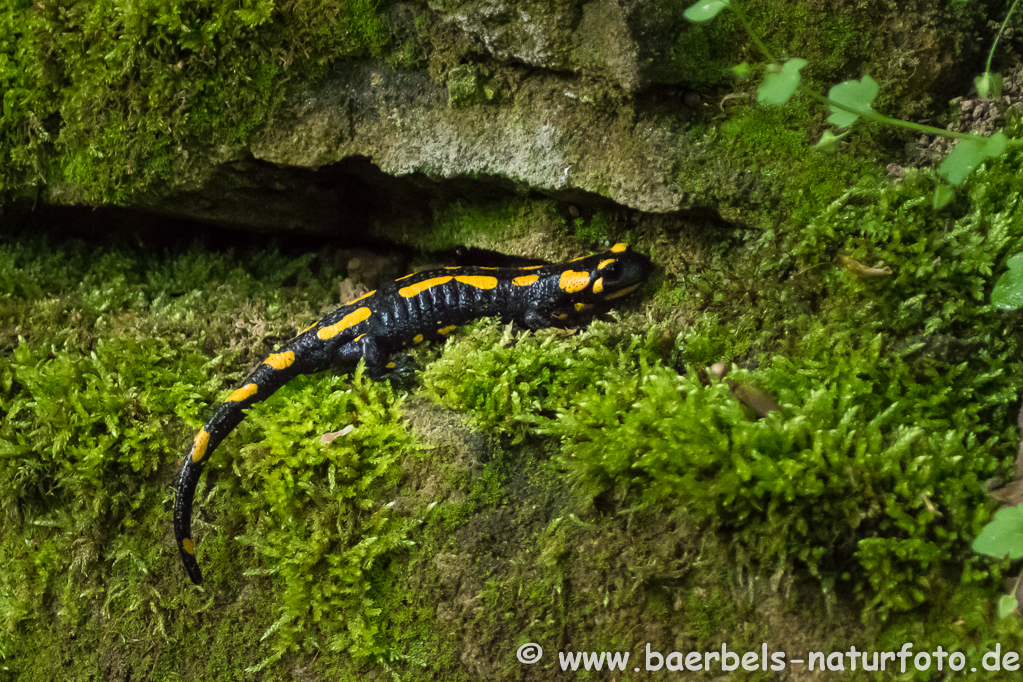 Feuersalamander