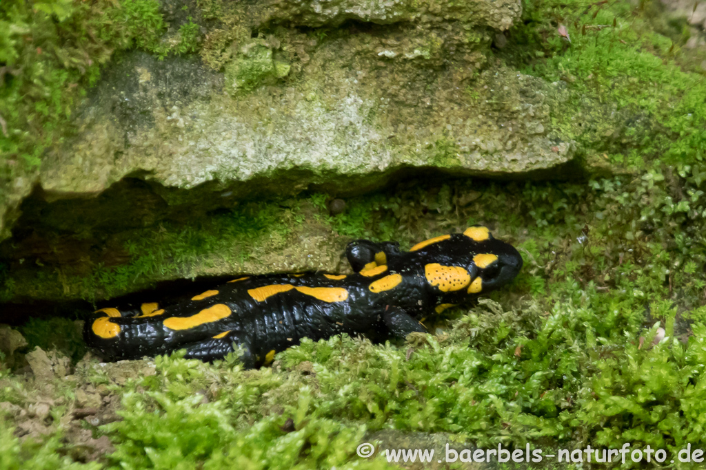 Feuersalamander