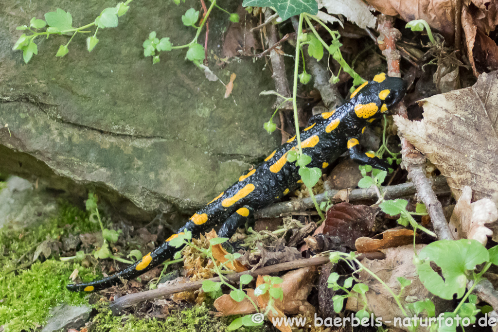 Feuersalamander