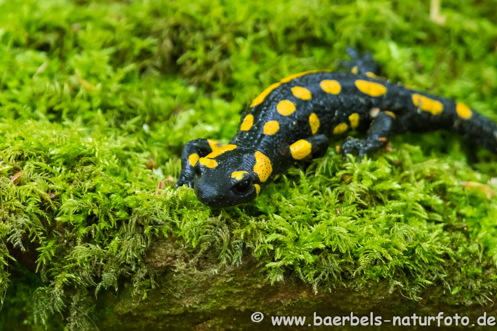 Feuersalamander