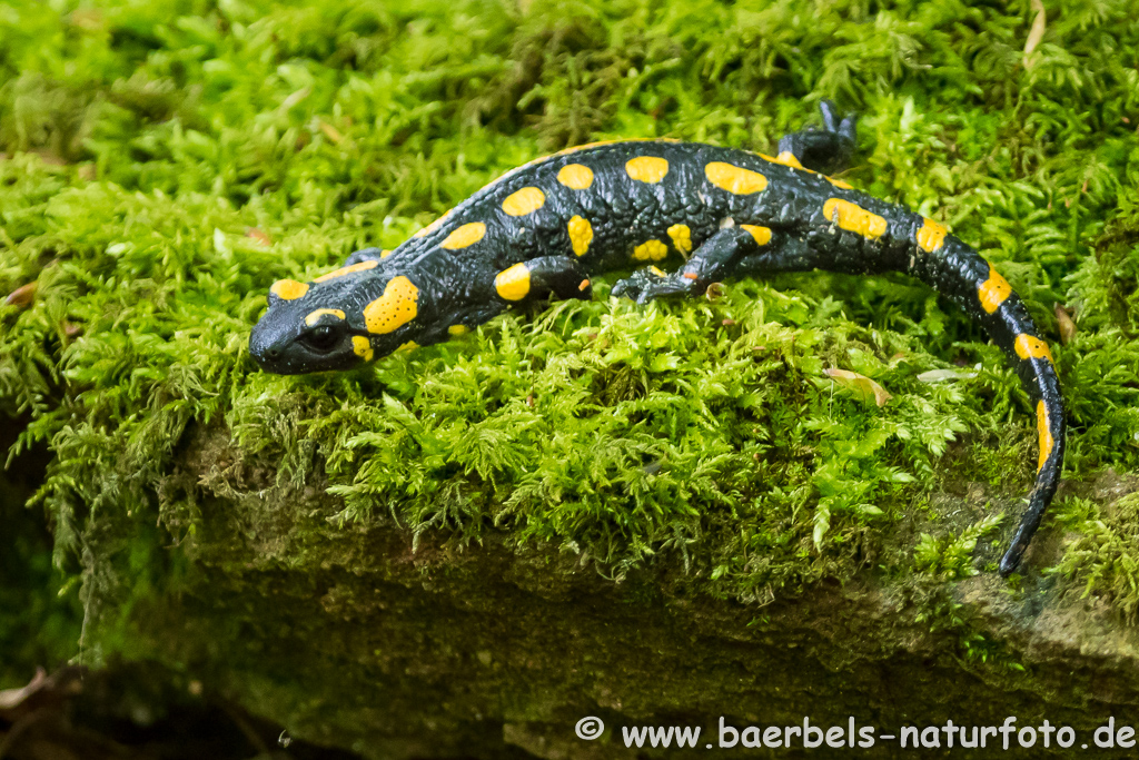 Feuersalamander