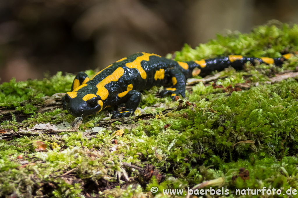 Feuersalamander