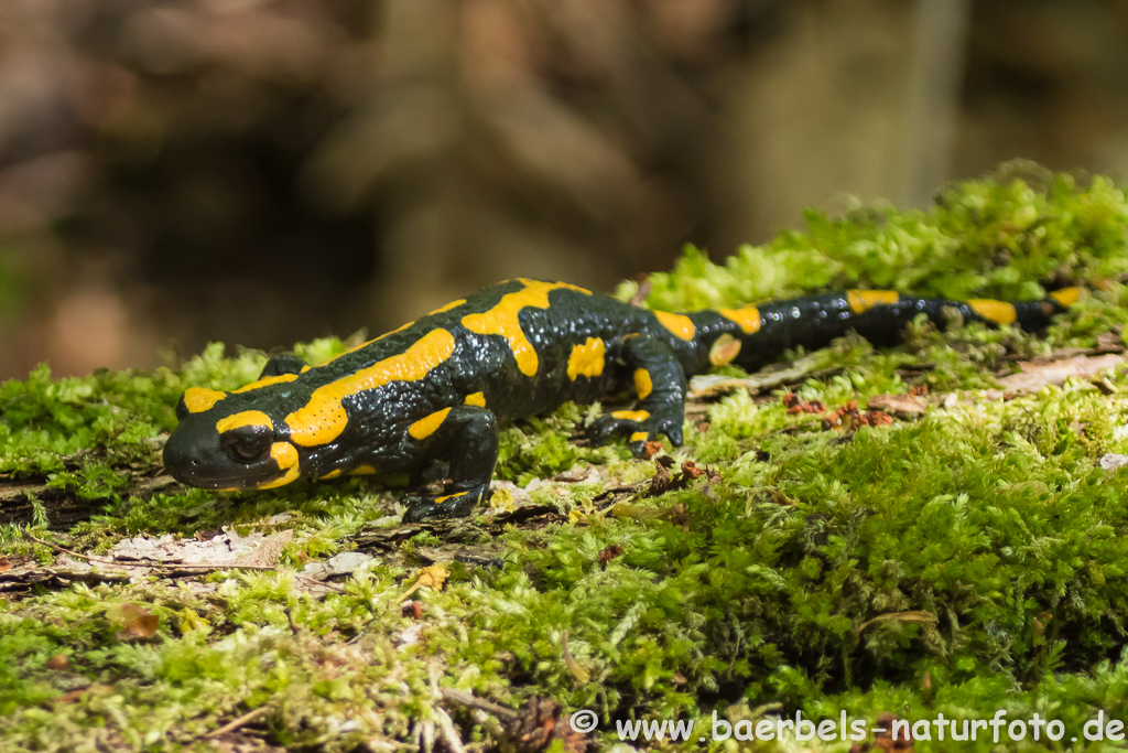 Feuersalamander