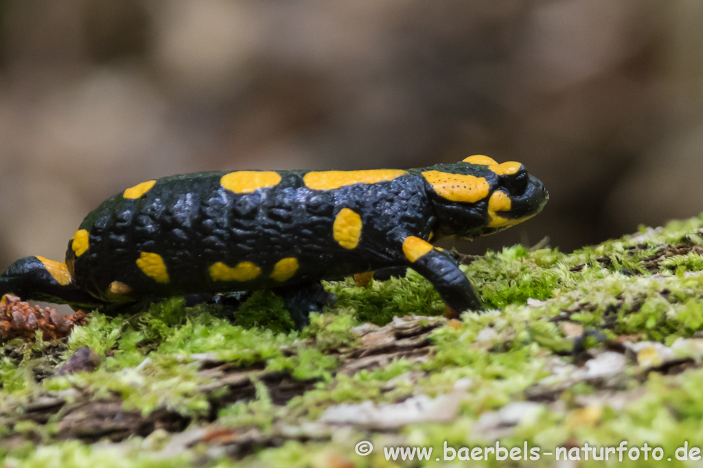 Feuersalamander