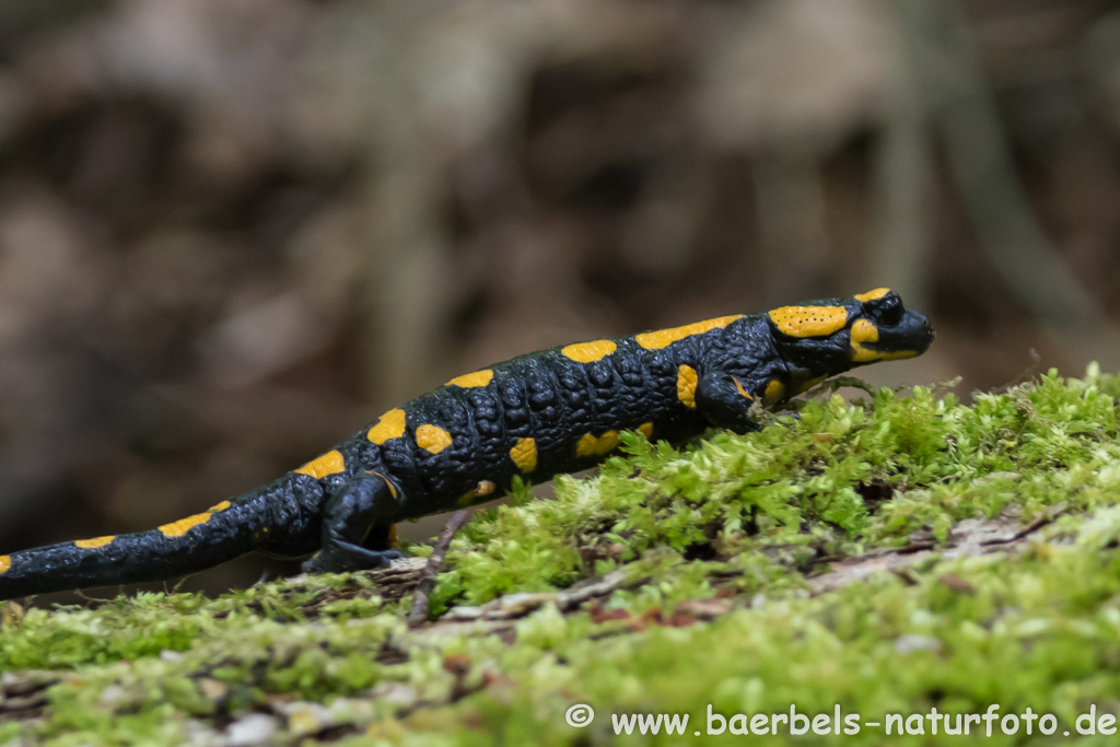 Feuersalamander