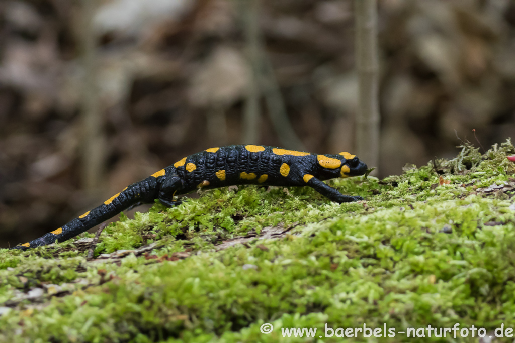 Feuersalamander