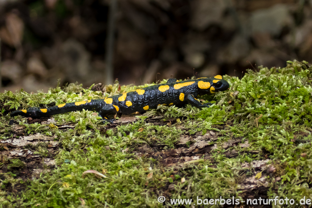 Feuersalamander