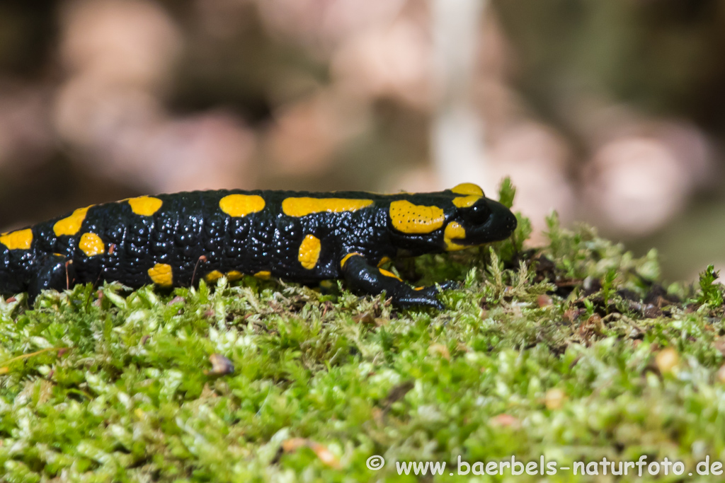 Feuersalamander