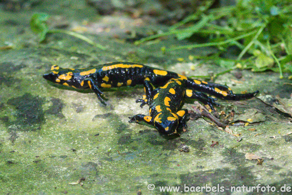 Feuersalamander