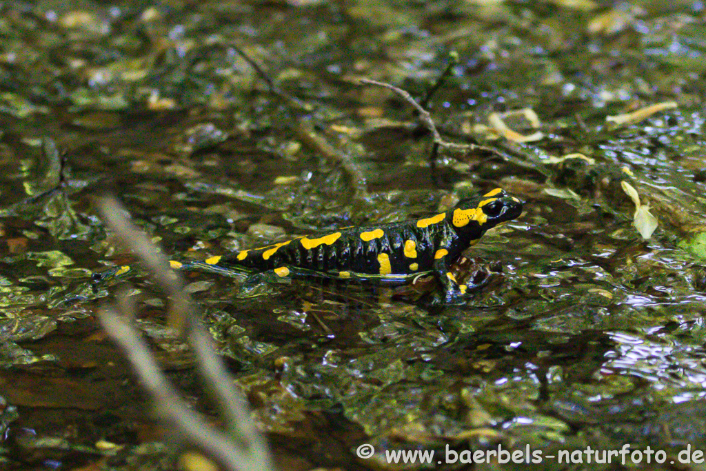 Feuersalamander