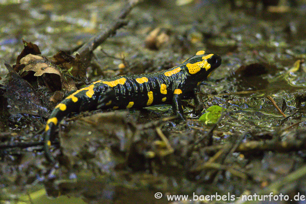 Feuersalamander