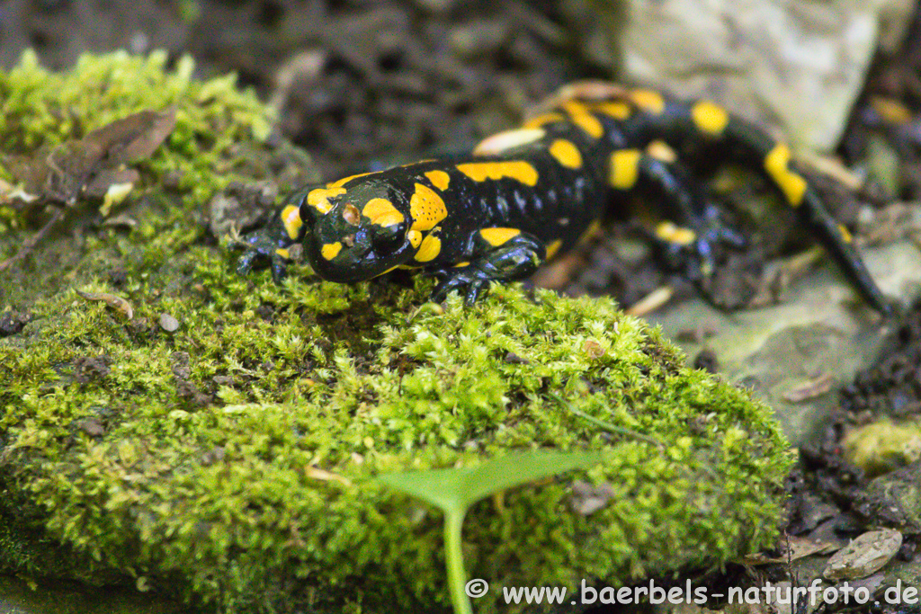 Feuersalamander