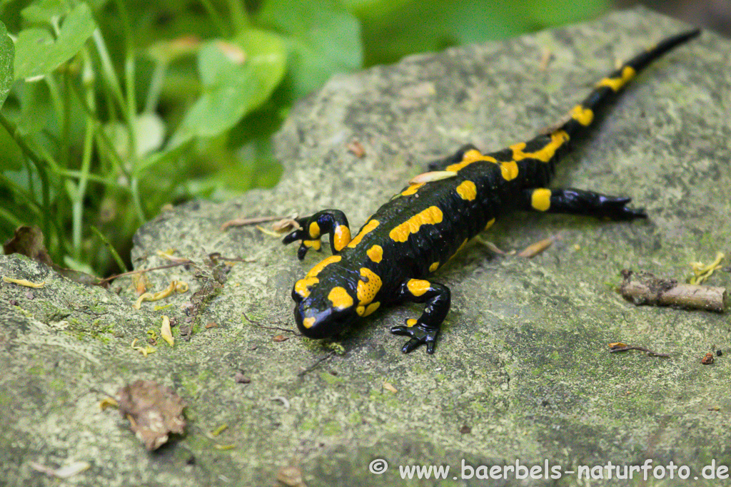 Feuersalamander