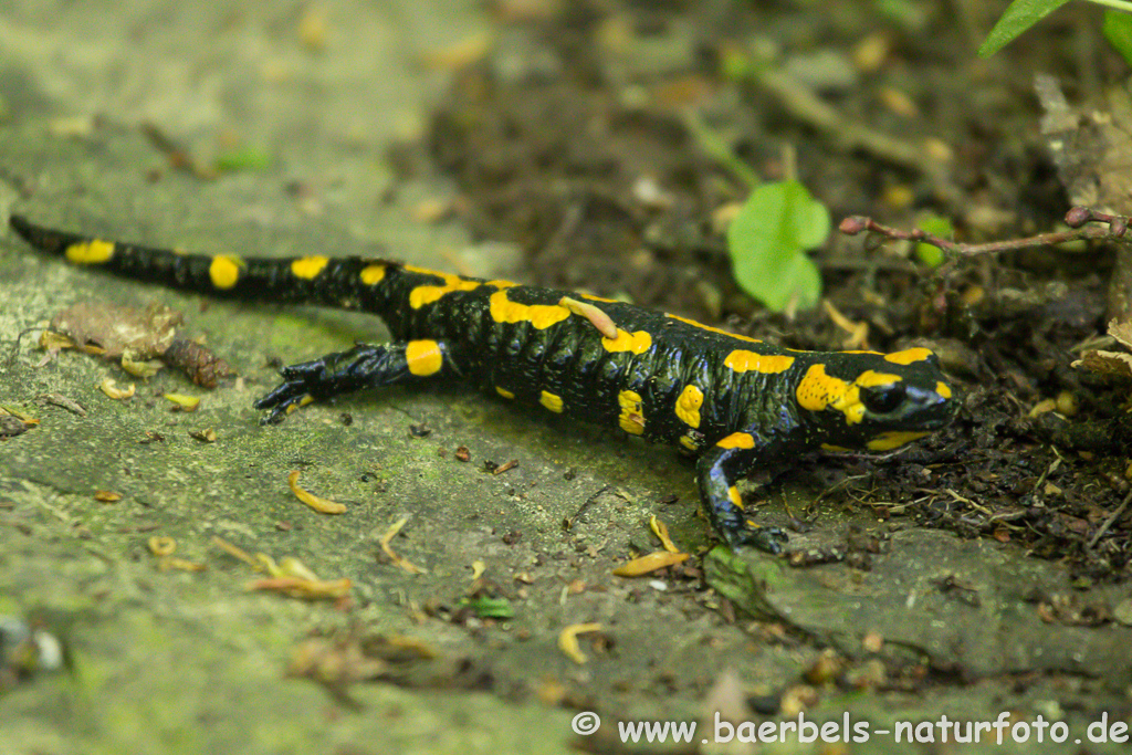 Feuersalamander