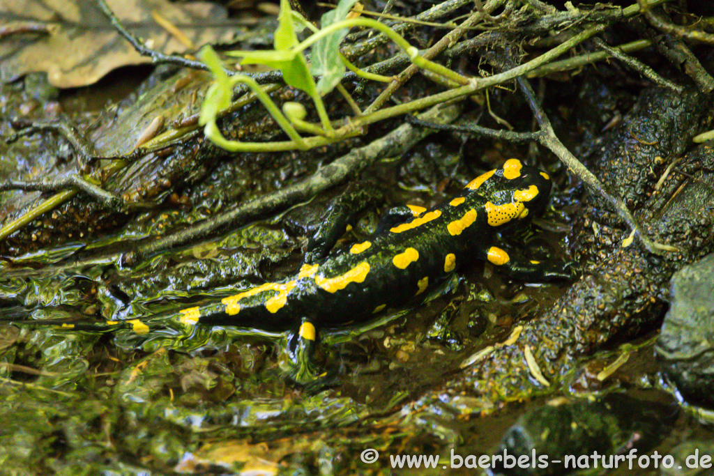 Feuersalamander